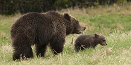 Nedgang i antall registrerte bjørner